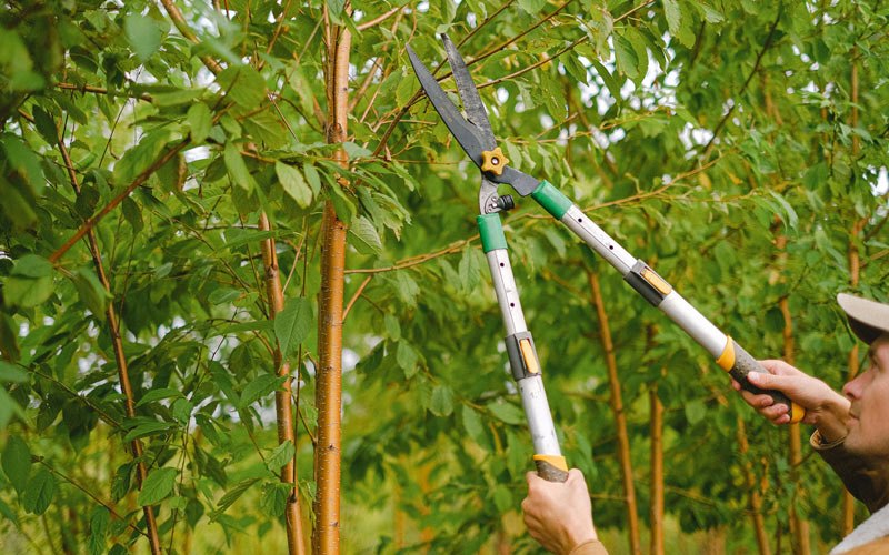 Tree trimming in Brownsville, KY